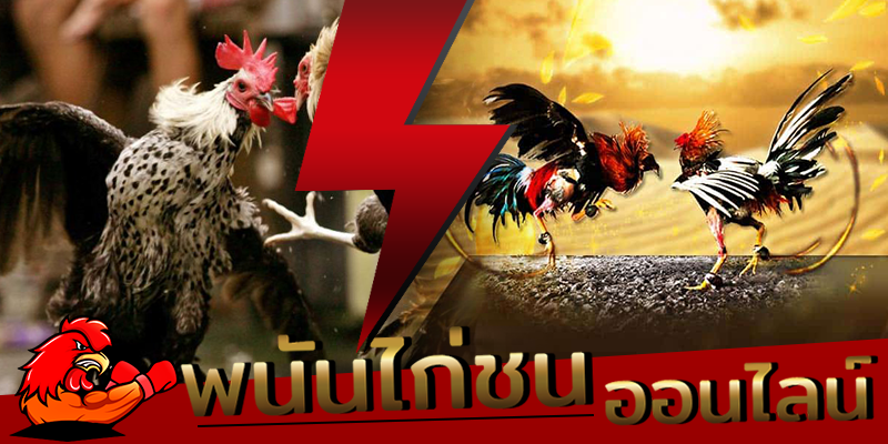 แทงพนันไก่ชน UFABET ได้เงินจริง