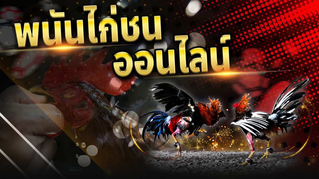 แทงไก่ชนออนไลน์ ได้เงินจริงที่ UFABET เว็บพนันอันดับหนึ่ง